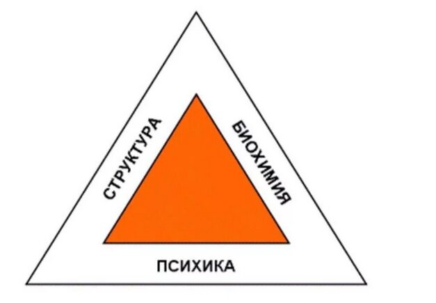 Фото: Триада здоровья или треугольник здоровья Гудхарта: концепция, которой придерживаются специалисты-реабилитологи