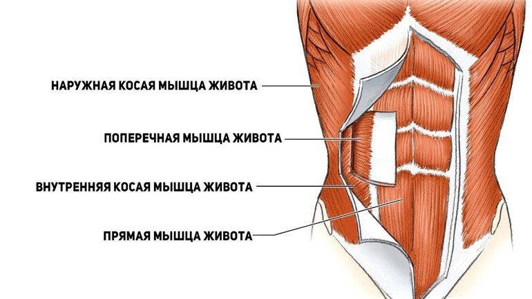 Фото: Мышцы жив