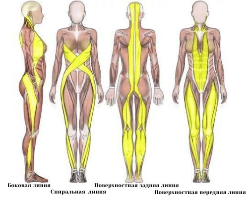 Фото: Мышечно-фасциальные цепи