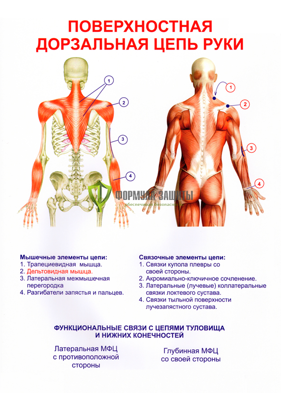 Фото: Дорзальная (задняя) цепь рук