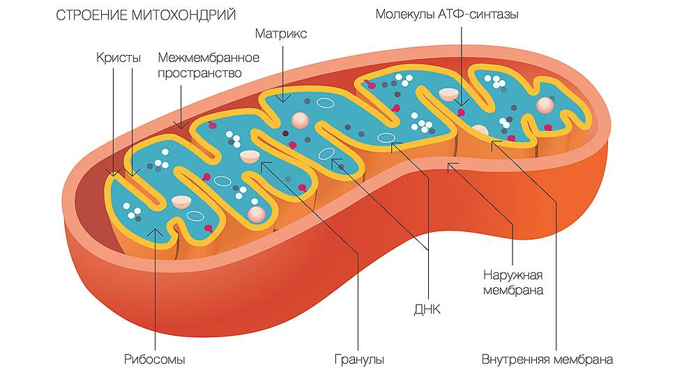 Фото: Митохондрии-